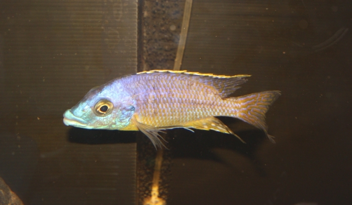 Protomelas ornatus Kirondo (Male)