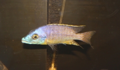 Protomelas ornatus Kirondo (Male)
