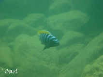 Maylandia pyrsonotos Nakantenga Island (Male)