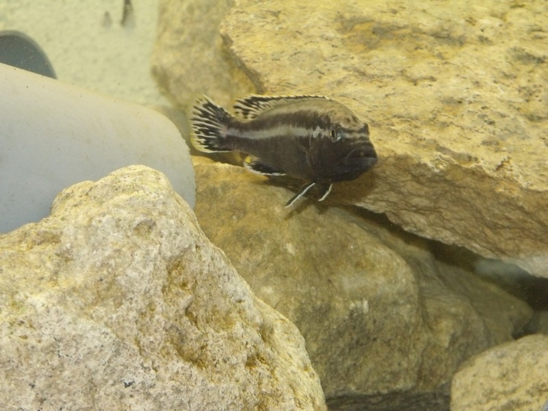 Melanochromis simulans Chiofu (Mâle)