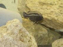 Melanochromis simulans Chiofu (Mâle)