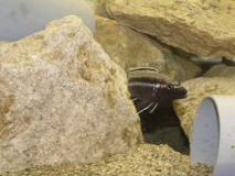 Melanochromis simulans Chiofu (Mâle)