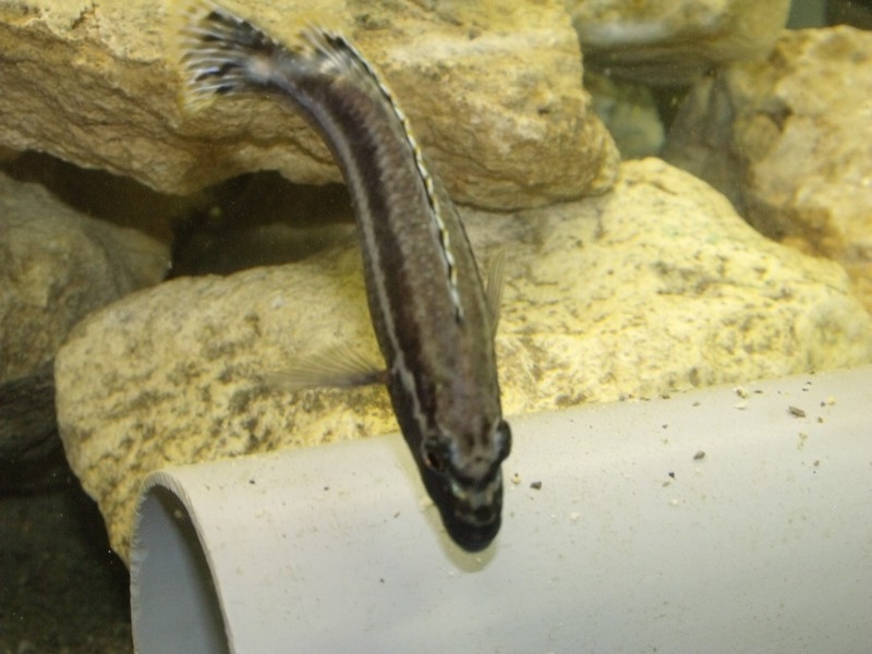 Melanochromis simulans Chiofu (Mâle)