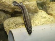 Melanochromis simulans Chiofu (Mâle)