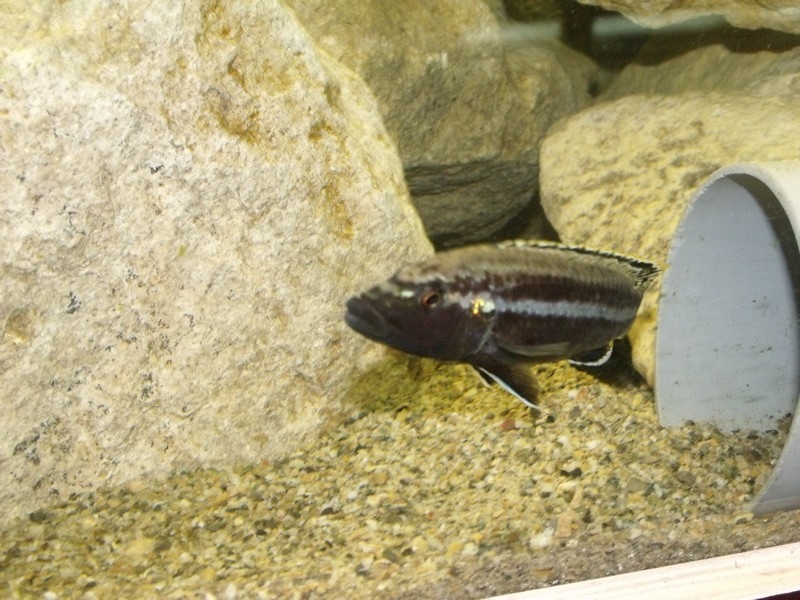 Melanochromis simulans Chiofu (Mâle)