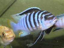 Maylandia fainzilberi Chilumba (Mâle)