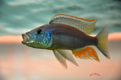 Dimidiochromis strigatus (Mâle)