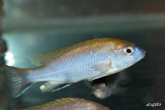Gephyrochromis lawsi (Mâle)