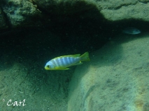 Maylandia aurora Thumbi West (Male)