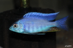 Copadichromis azureus Jalo Reef (Male)