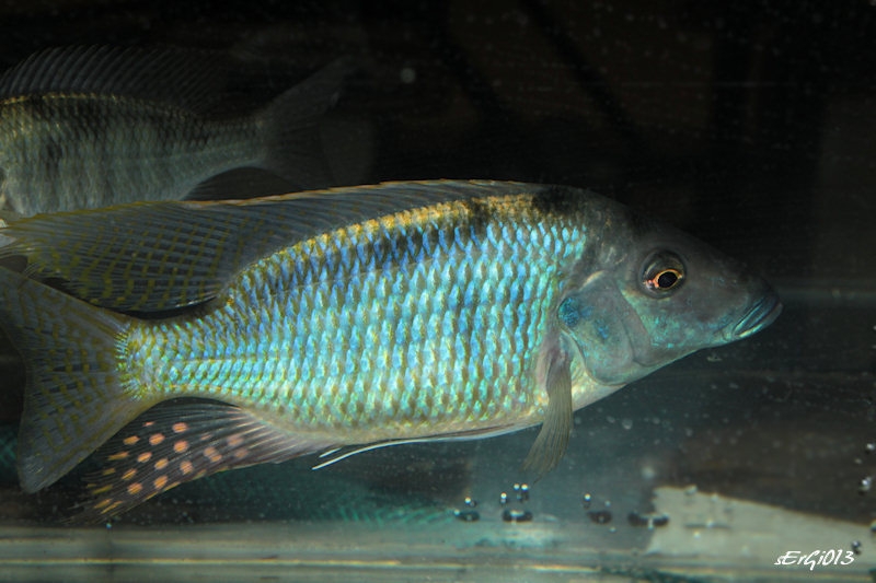 Taeniolethrinops praeorbitalis (Male)