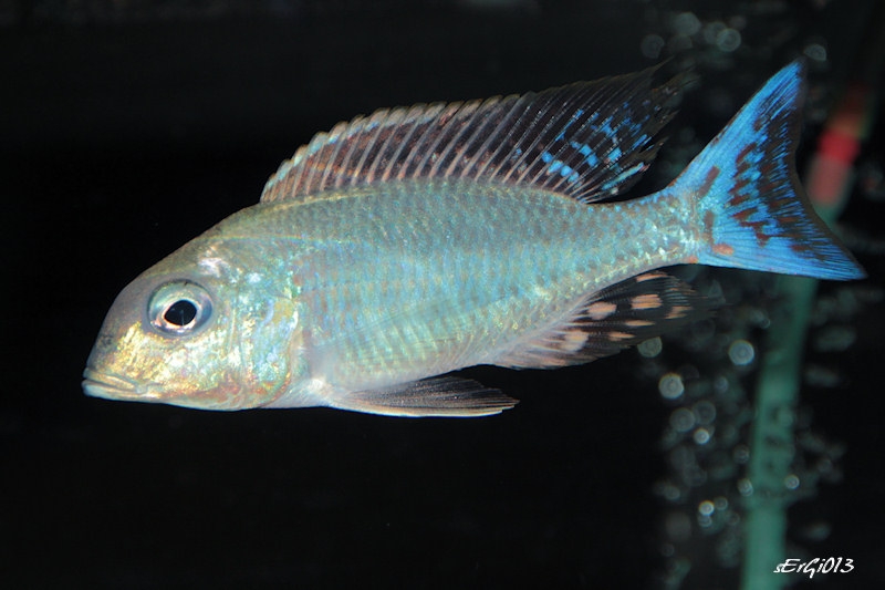 Lethrinops marginatus Matema (mâle)