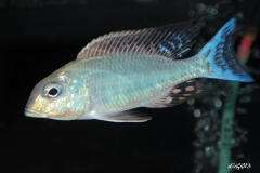 Lethrinops marginatus Matema (mâle)