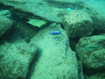 Sciaenochromis fryeri Nkhata bay(Mâle)