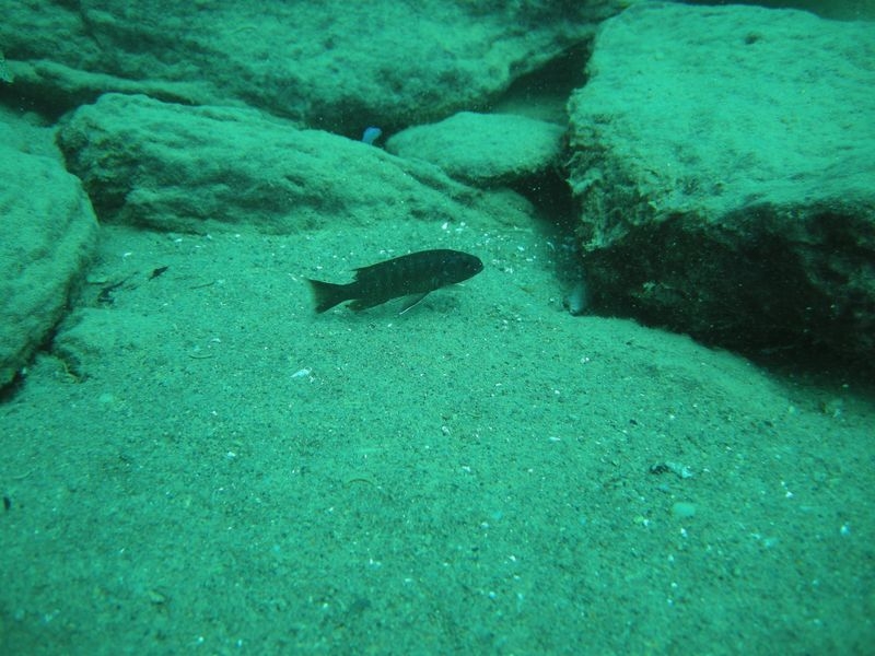 Sciaenochromis fryeri Nkhata bay(Femelle)