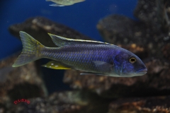 Buccochromis spectabilis (Mâle)
