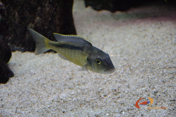 Buccochromis spectabilis (Femelle)