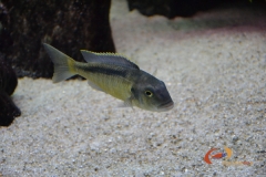 Buccochromis spectabilis (Femelle)