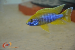 Aulonocara jacobfreibergi Undu Reef (Mâle)