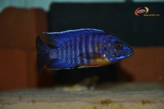 Aulonocara hansbaenschi Chiloelo (Mâle)