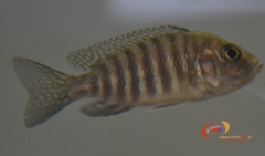Aulonocara hansbaenschi Chiloelo (Femelle)