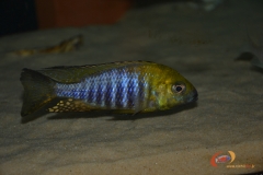 Aulonocara sp. 