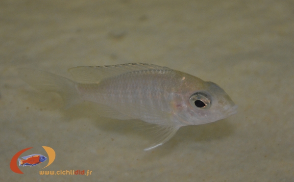 Aulonocara sp. 