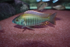Aulonocara guentheri (Mâle)
