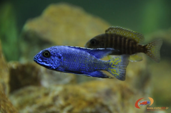 Aulonocara stuartgranti Ngara (Couple)