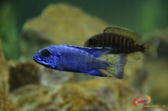 Aulonocara stuartgranti Ngara (Couple)