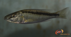 Champsochromis spilorhynchus (Femelle)
