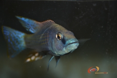 Champsochromis spilorhynchus (Male)