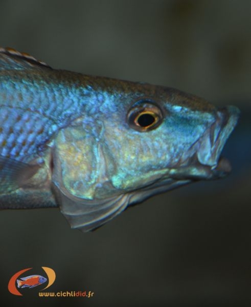 Champsochromis spilorhynchus (Male)