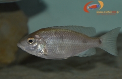 Copadichromis melas Mara Point (femelle)