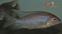 Copadichromis melas Mara Point (mâle)