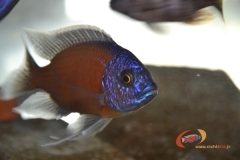 Copadichromis borleyi Kadango (Male)