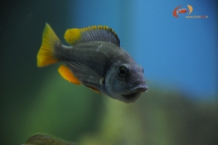 Copadichromis borleyi Kadango (Femelle)