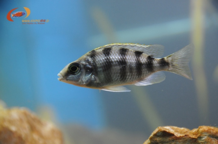 Protomelas sp. 