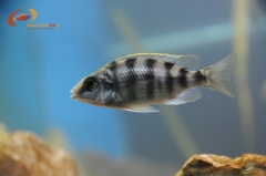 Protomelas sp. 
