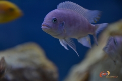 Maylandia estherae Minos Reef (Male BB)