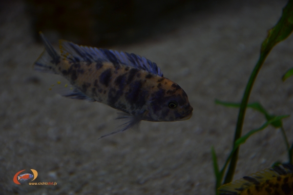 Maylandia estherae Minos Reef (Male MC)