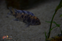 Maylandia estherae Minos Reef (Male MC)