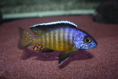 Aulonocara hueseri Likoma (Mâle)