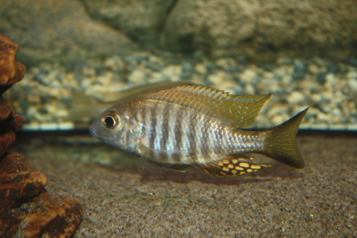 Aulonocara brevinidus (Mâle)
