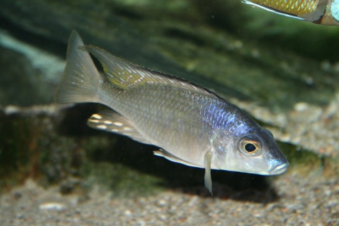 Aulonocara aquilonium (Mâle)