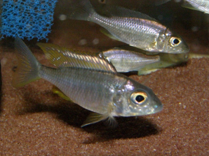 Aulonocara aquilonium (Femelle)