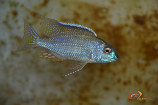 Lethrinops sp. 