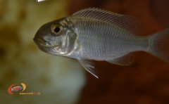 Lethrinops sp. 