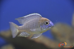Lethrinops sp. 