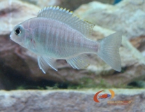 Lethrinops sp. 